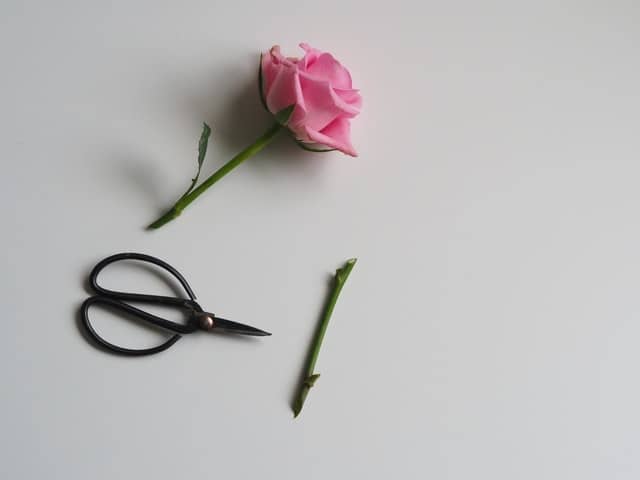 cut flower depicting trim - trim healthy mama