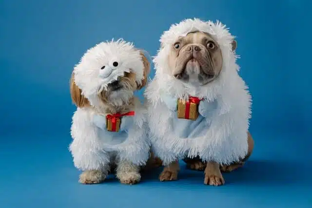 holiday puppies