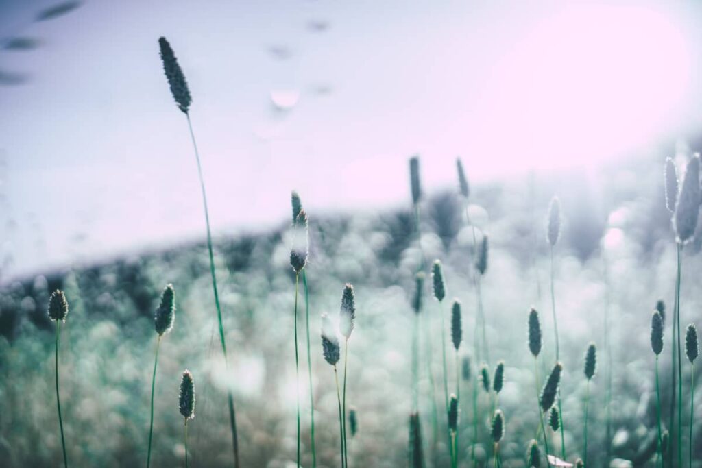 symbolism of peace - serene grass view