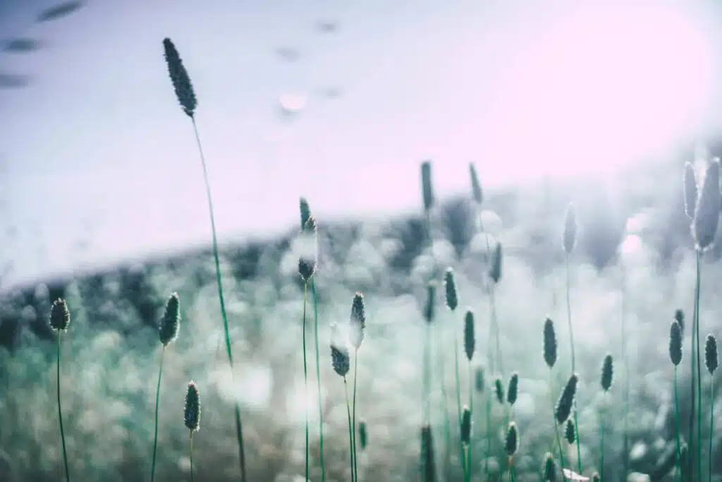 symbolism of peace - serene grass view