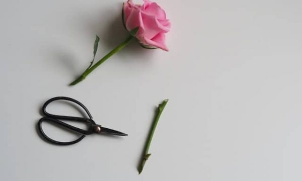 cut flower depicting trim - trim healthy mama
