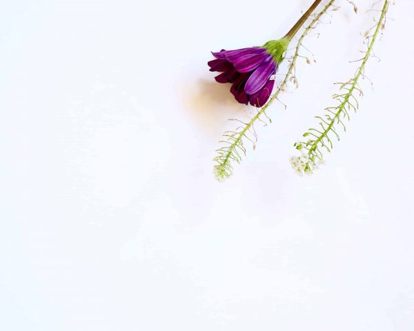 purple flower background
